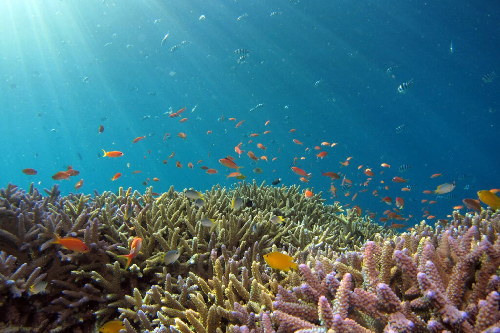 Unterwasserwelt mit Fischen und Korallen und einfallendem Sonnenlicht