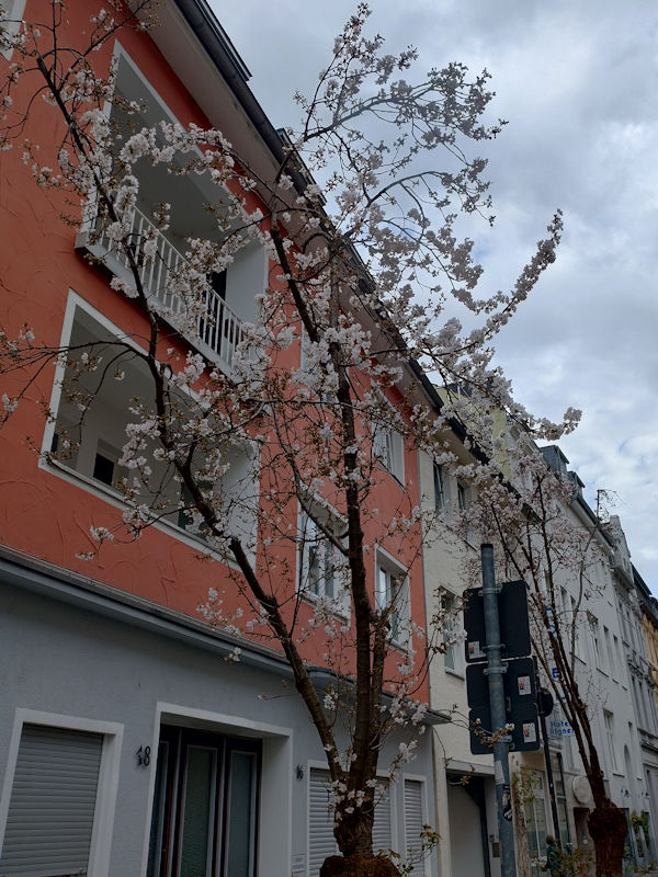 Kirschblüte Bonn Altstadt Straße 11.03.2026 Weiße Blüte
