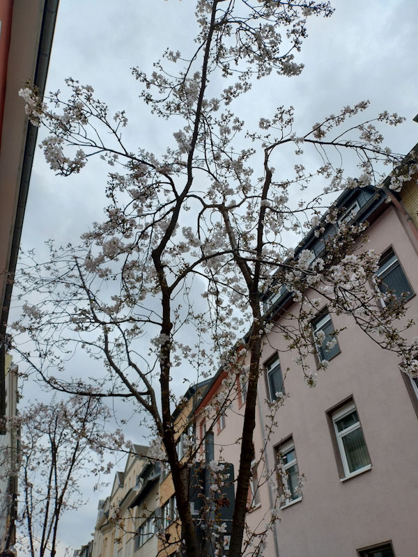 Kirschblüte Bonn Altstadt Straße 11.03.2026 Blühstatus im Detail