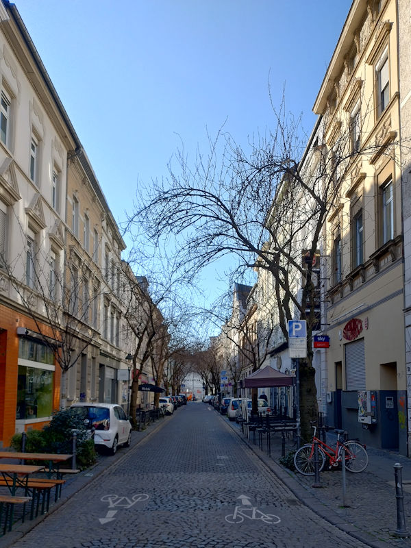 Kirschblüte Bonn Breite Straße 12.03.2026 Blühstatus im Detail