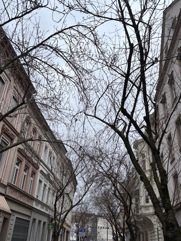 Kirschblüte Bonn Breite Straße 14.03.2026 Blühstatus