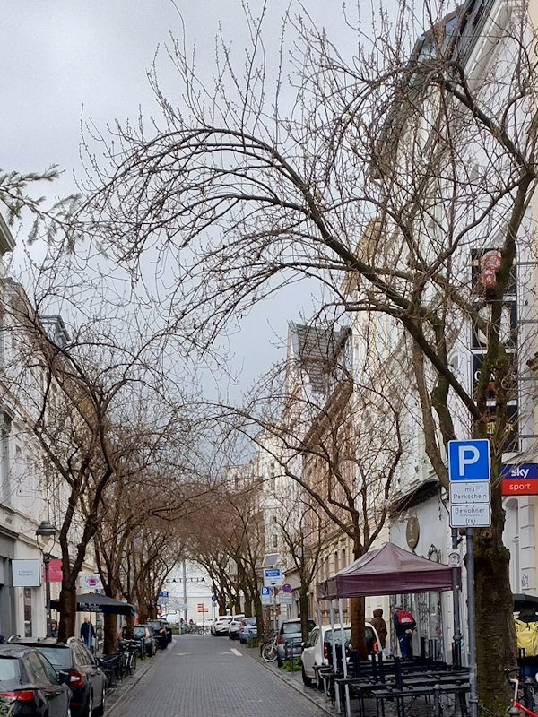 Kirschblüte Bonn Breite Straße 16.03.2026 Blühstatus