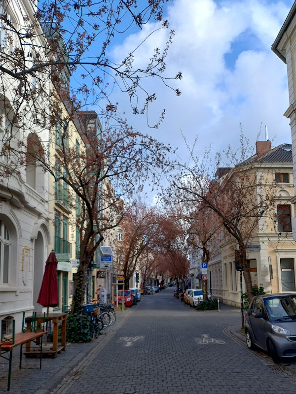 Kirschblüte Bonn Breite Straße 26.03.2026 Blühstatus