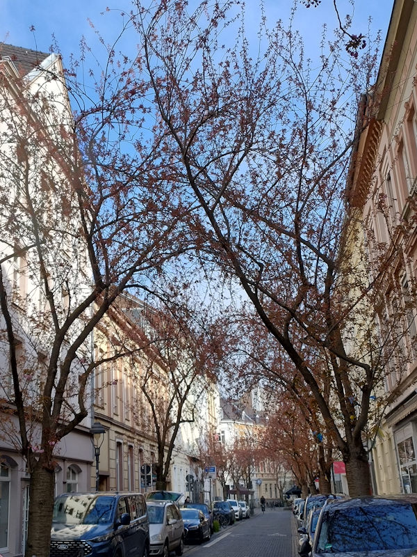 Kirschblüte Bonn Breite Straße 27.03.2026 Blühstatus