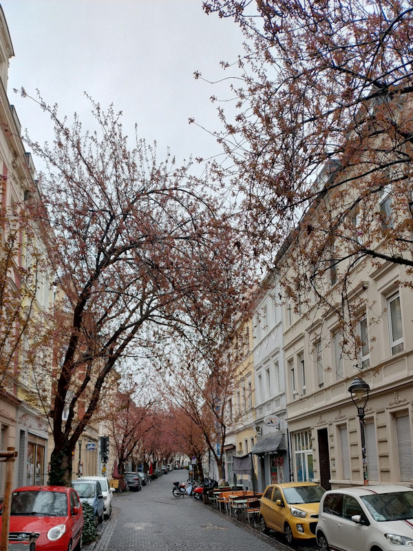 Kirschblüte Bonn Breite Straße 28.03.2026 Blühstatus