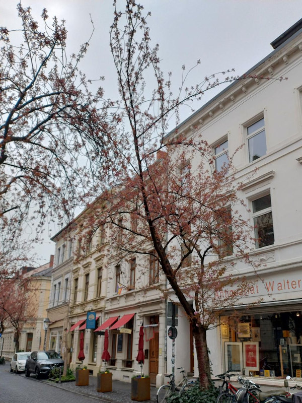 Kirschblüte Bonn Breite Straße 29.03.2026 Blühstatus