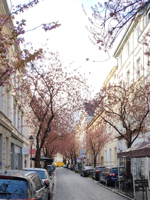 Kirschblüte Bonn Breite Straße 30.03.2026 Blühstatus