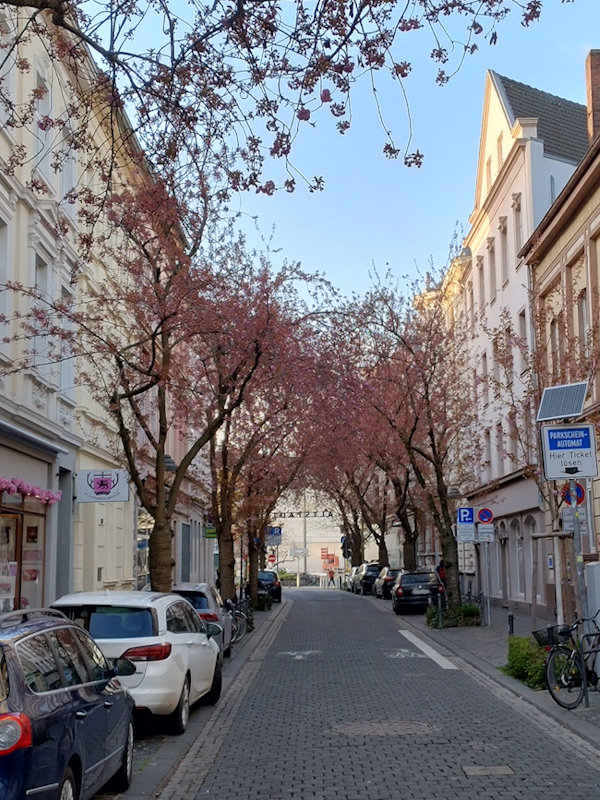 Kirschblüte Bonn Breite Straße 31.03.2026 Blühstatus im Detail