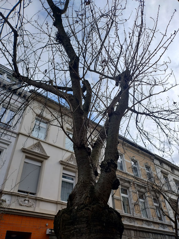 Kirschblüte Bonn Breite Straße 10.03.2026 Blühstatus im Detail