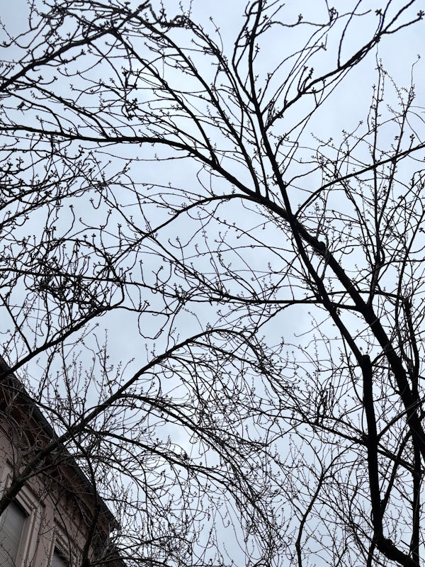 Kirschblüte Bonn Breite Straße 14.03.2026 Blühstatus im Detail