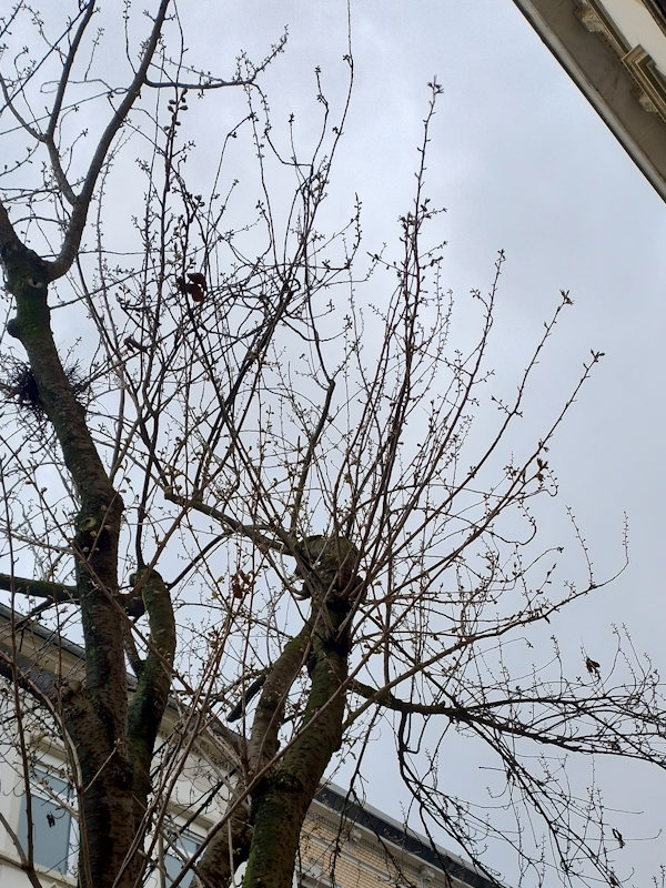 Kirschblüte Bonn Breite Straße 16.03.2026 Blühstatus im Detail