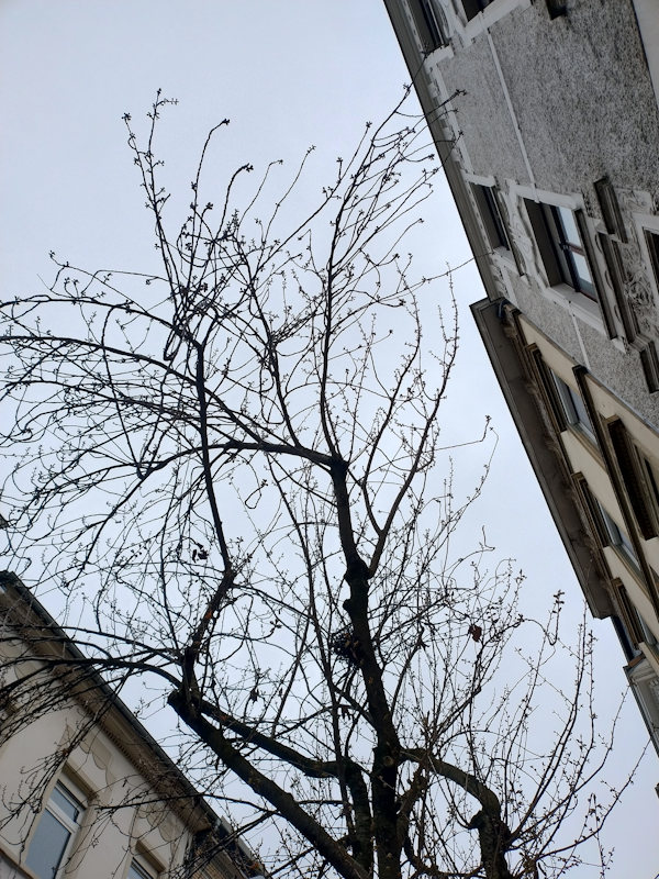 Kirschblüte Bonn Breite Straße 17.03.2026 Blühstatus im Detail