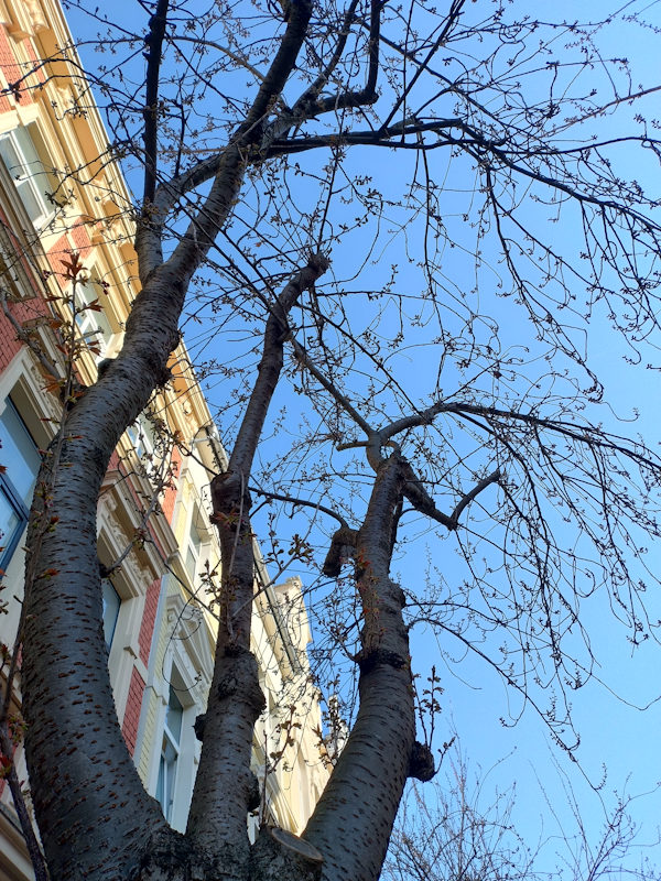 Kirschblüte Bonn Breite Straße 19.03.2026 Blühstatus im Detail