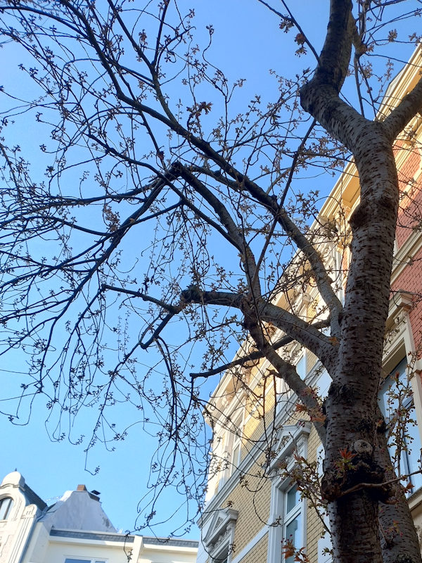 Kirschblüte Bonn Breite Straße 21.03.2026 Blühstatus im Detail