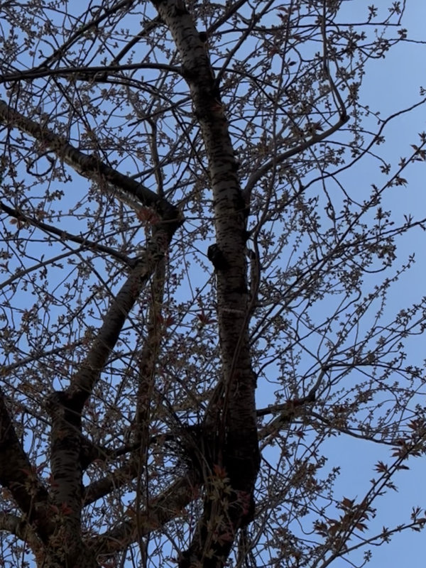 Kirschblüte Bonn Breite Straße 23.03.2026 Blühstatus im Detail