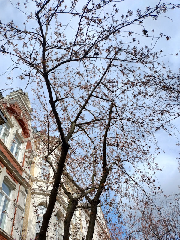 Kirschblüte Bonn Breite Straße 25.03.2026 Blühstatus im Detail