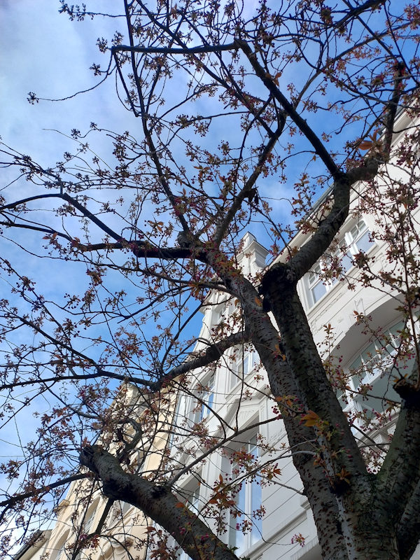 Kirschblüte Bonn Breite Straße 26.03.2026 Blühstatus im Detail