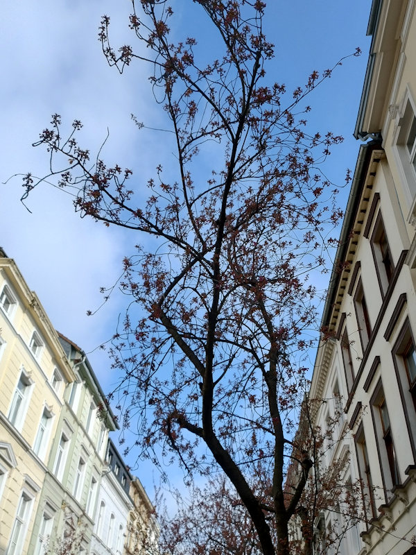 Kirschblüte Bonn Breite Straße 27.03.2026 Blühstatus im Detail