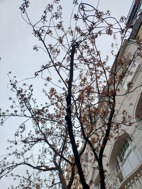 Kirschblüte Bonn Breite Straße 28.03.2026 Blühstatus im Detail