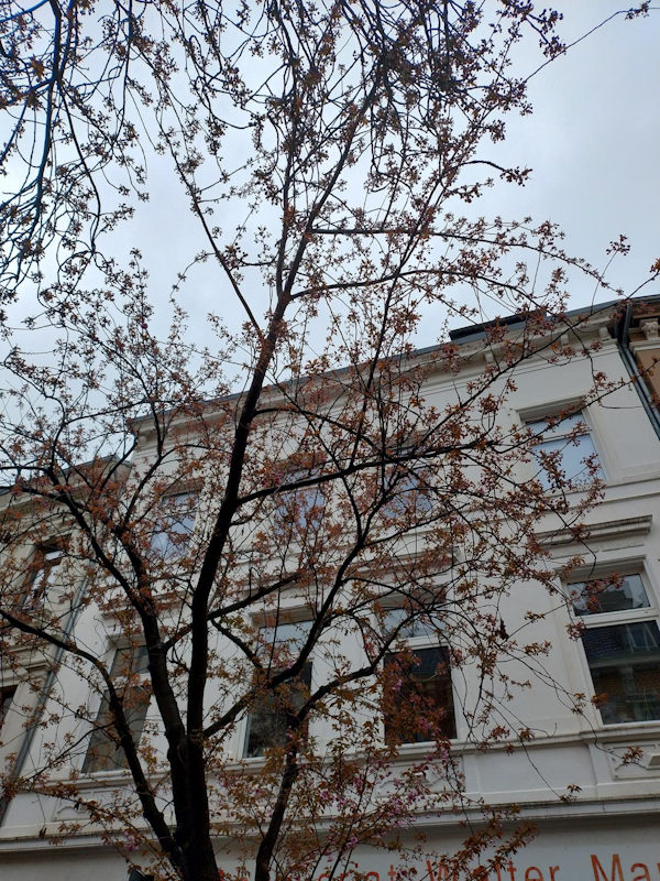Kirschblüte Bonn Breite Straße 29.03.2026 Blühstatus im Detail