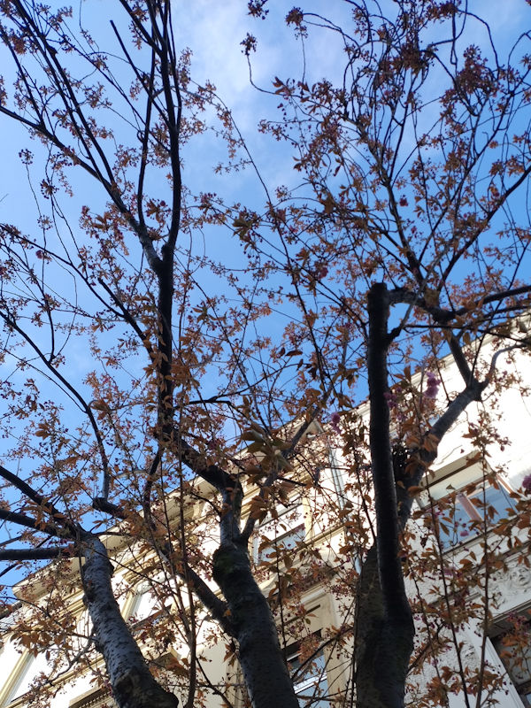 Kirschblüte Bonn Breite Straße 30.03.2026 Blühstatus im Detail