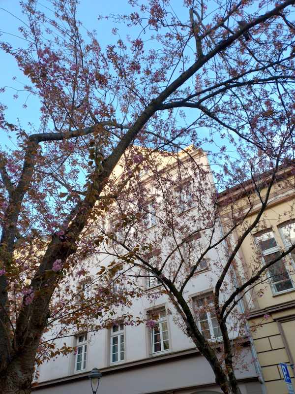 Kirschblüte Bonn Breite Straße 31.03.2026 Blühstatus im Detail