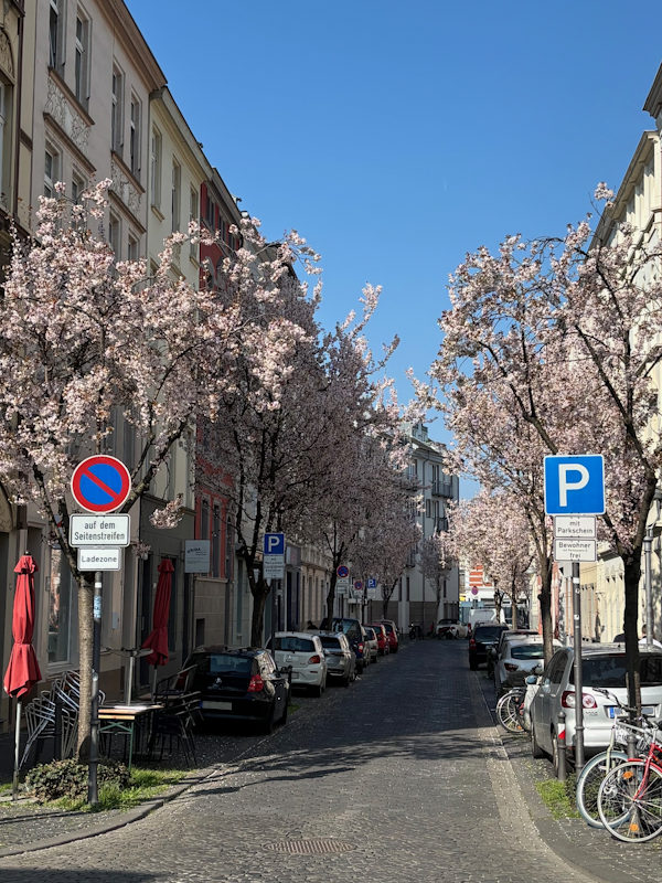 Kirschblüte Bonn Franzstraße 22.03.2026 Blühstatus