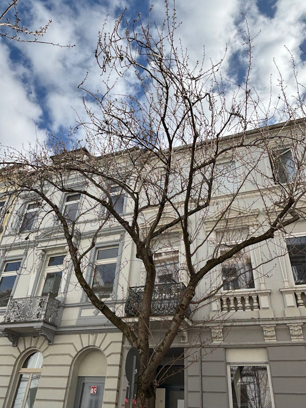 Kirschblüte Bonn Heerstraße 12.03.2026 Blühstatus im Detail