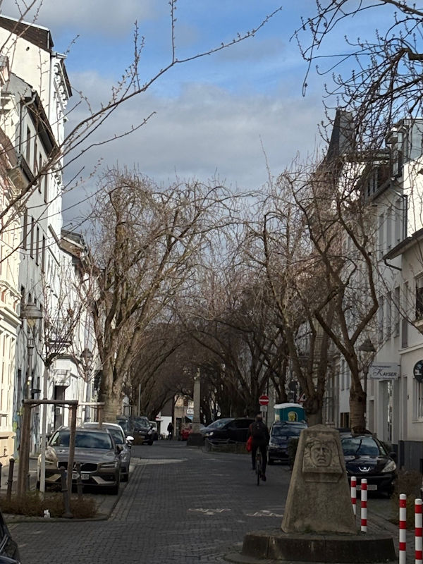 Kirschblüte Bonn Heerstraße 13.03.2026 Blühstatus