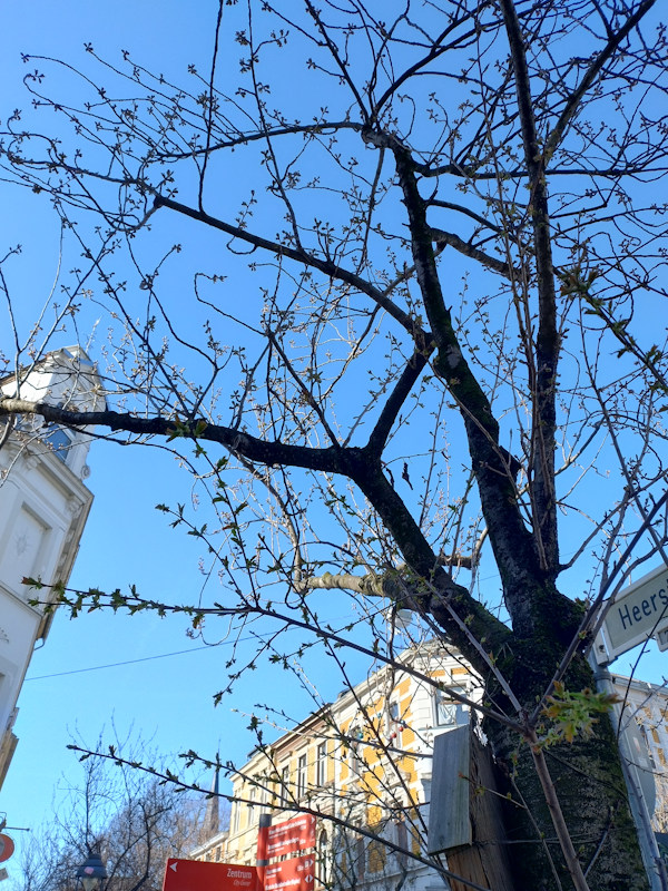 Kirschblüte Bonn Heerstraße 18.03.2026 Blühstatus