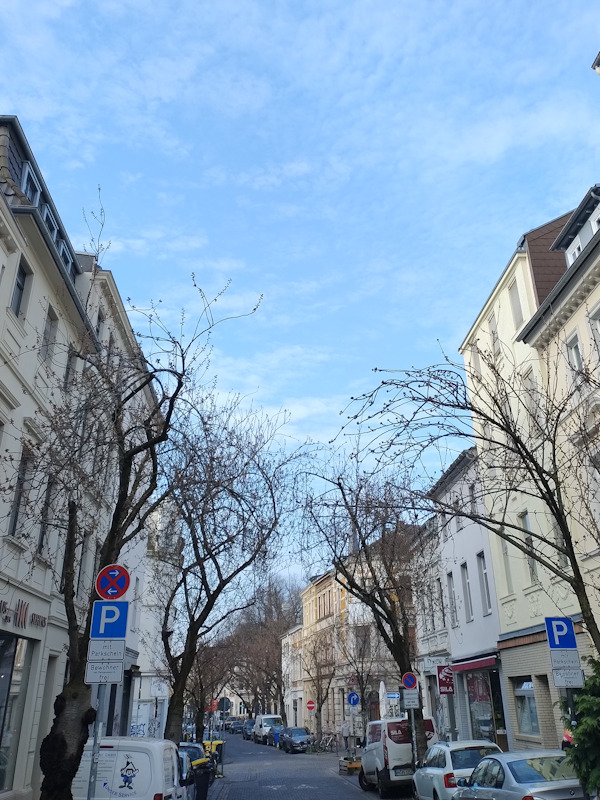 Kirschblüte Bonn Heerstraße 20.03.2026 Blühstatus