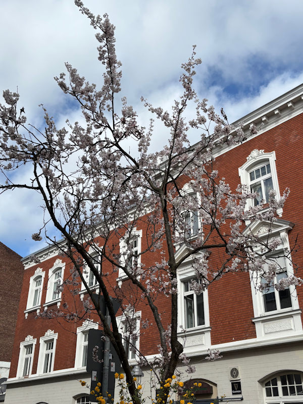 Kirschblüte Bonn Heerstraße 13.03.2026 Blühstatus im Detail