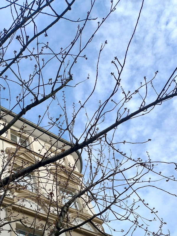 Kirschblüte Bonn Heerstraße 20.03.2026 Blühstatus im Detail