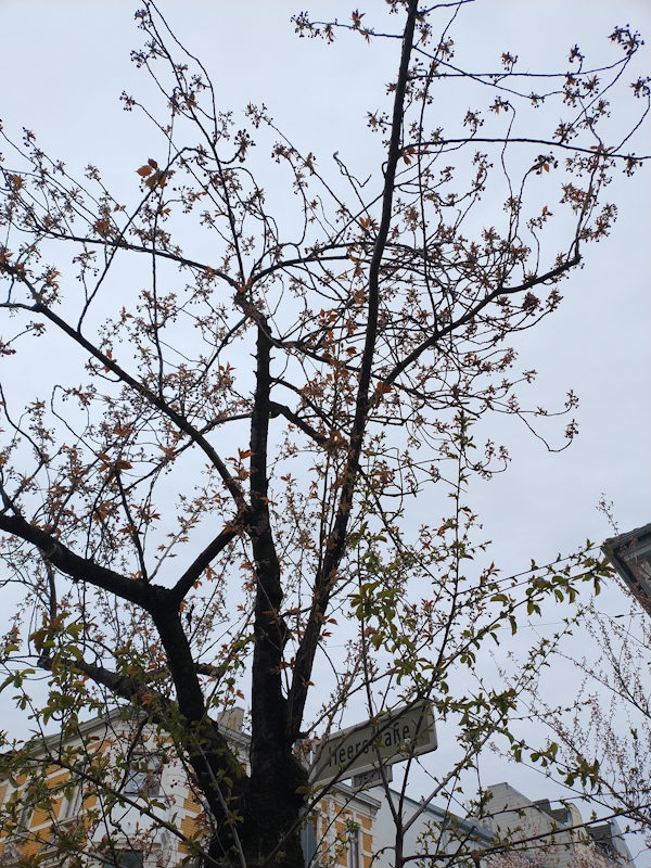 Kirschblüte Bonn Heerstraße 24.03.2026 Blühstatus im Detail