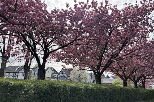 Kirschblüte Sankt Augustin Menden historischer Ortskerne