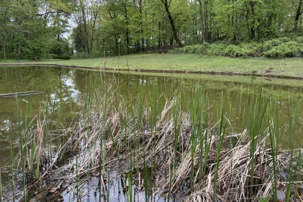 Klostergarten Sankt Augustin mit See und Schilf
