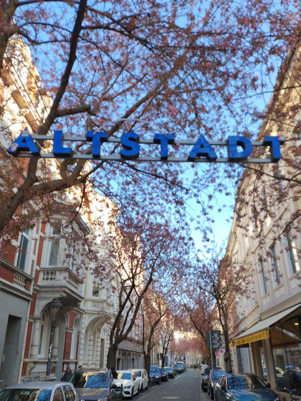 Kirschblüte Bonn Breite Straße 01.04.2026 Blühstatus