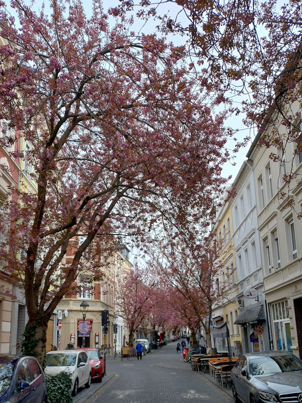 Kirschblüte Bonn Breite Straße 03.04.2026 Blühstatus