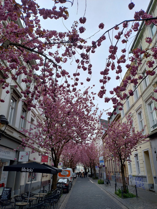 Kirschblüte Bonn Breite Straße 05.04.2026 Blühstatus