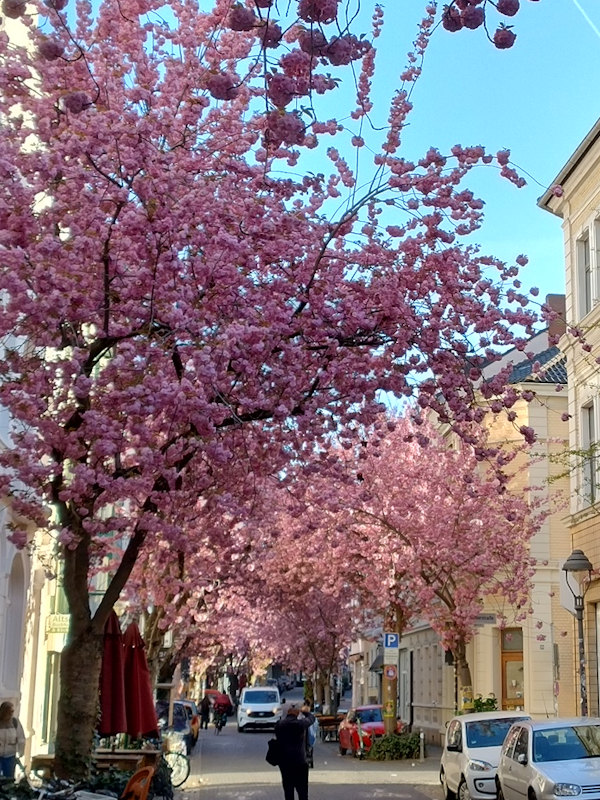 Kirschblüte Bonn Breite Straße 07.04.2026 Blühstatus