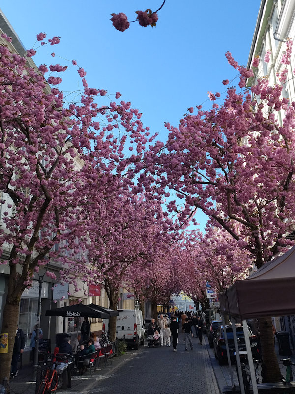 Kirschblüte Bonn Breite Straße 08.04.2026 Blühstatus