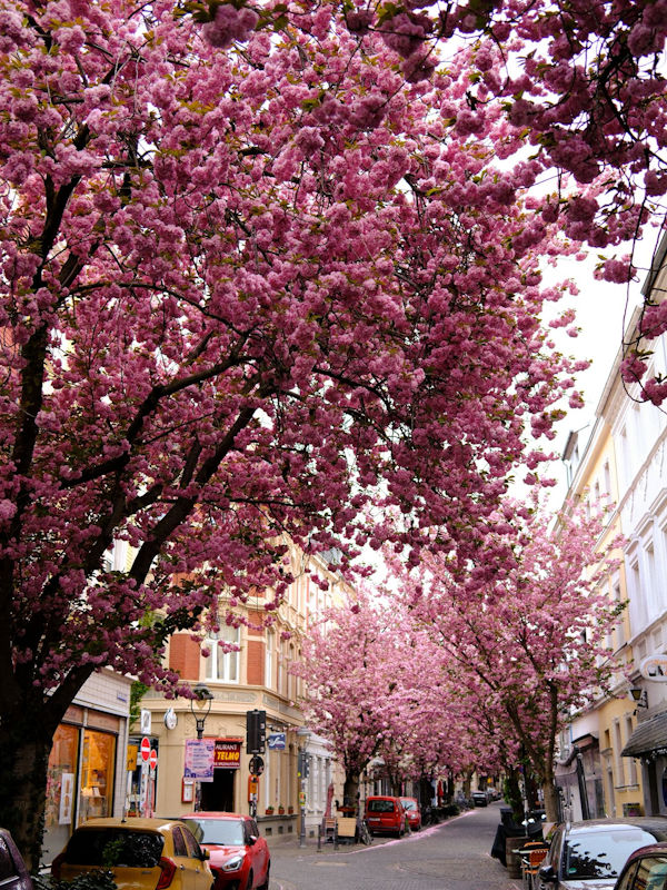 Kirschblüte Bonn Breite Straße 10.04.2026 Blühstatus