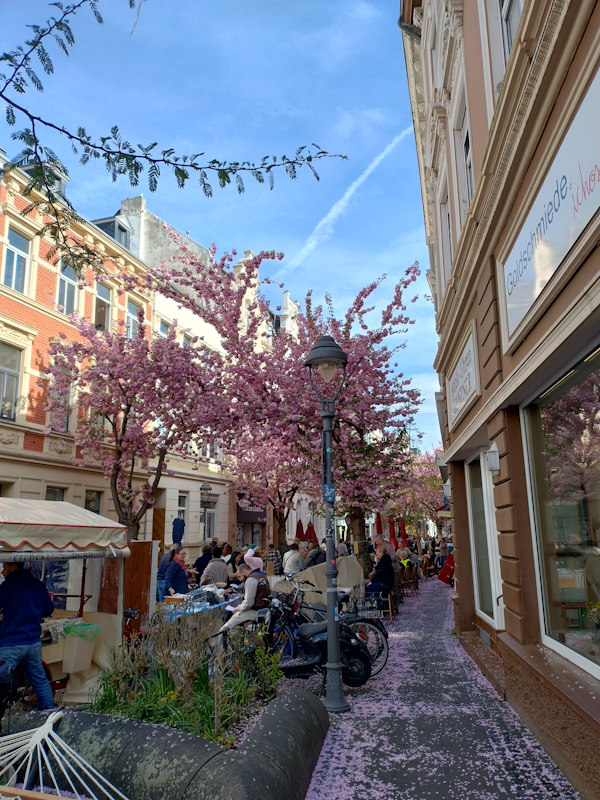 Kirschblüte Bonn Breite Straße 11.04.2026 Blühstatus