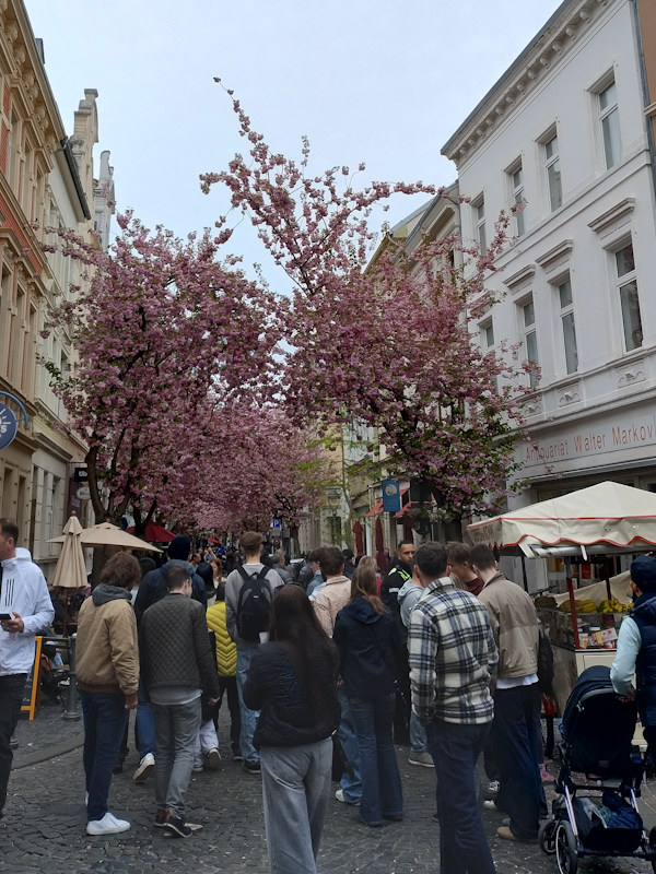 Kirschblüte Bonn Breite Straße 12.04.2026 Blühstatus