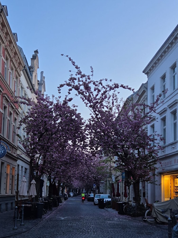 Kirschblüte Bonn Breite Straße 14.04.2026 Blühstatus