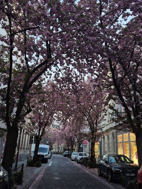 Kirschblüte Bonn Breite Straße 15.04.2026 Blühstatus