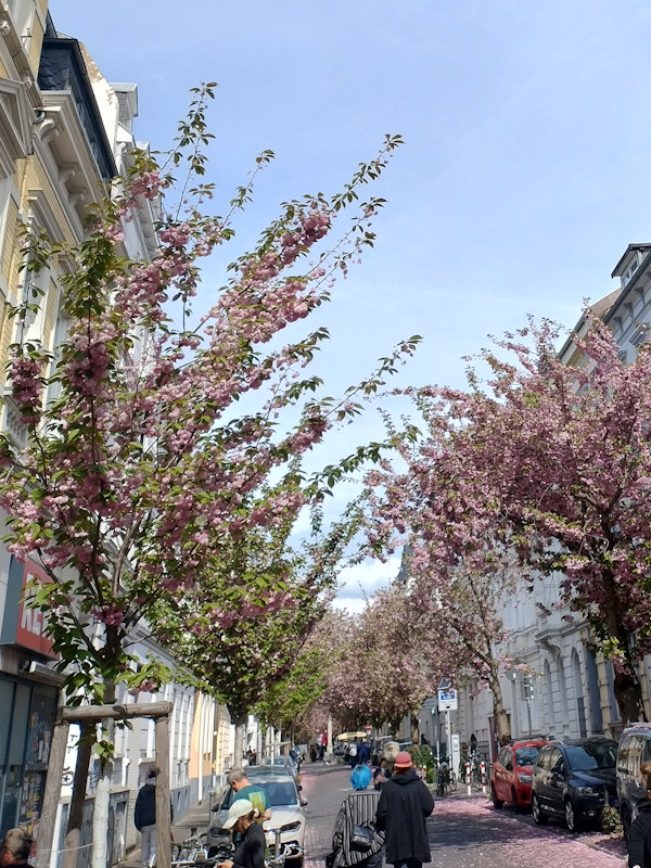 Kirschblüte Bonn Breite Straße 16.04.2026 Blühstatus