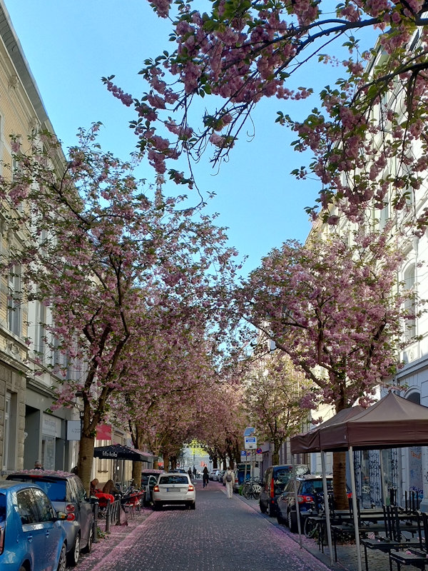 Kirschblüte Bonn Breite Straße 17.04.2026 Blühstatus