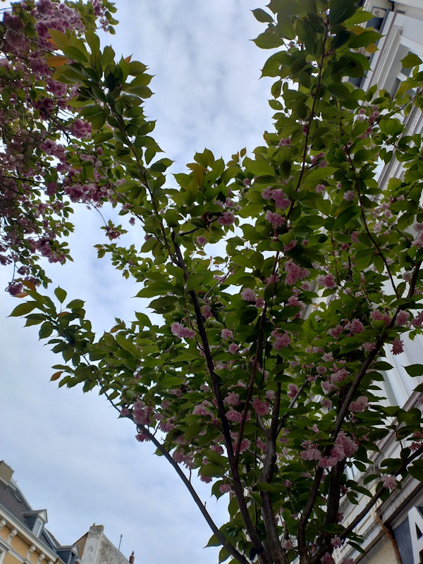 Kirschblüte Bonn Breite Straße 18.04.2026 Blühstatus