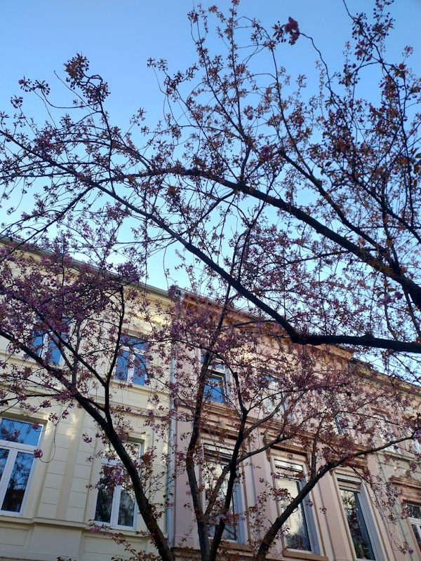 Kirschblüte Bonn Breite Straße 01.04.2026 Blühstatus im Detail